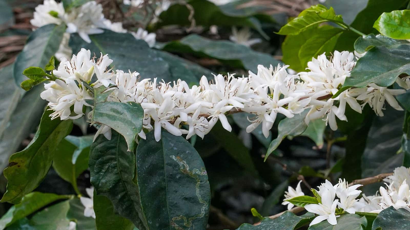 Robusta coffee in white blossom at Suntikoppa, Kodagu