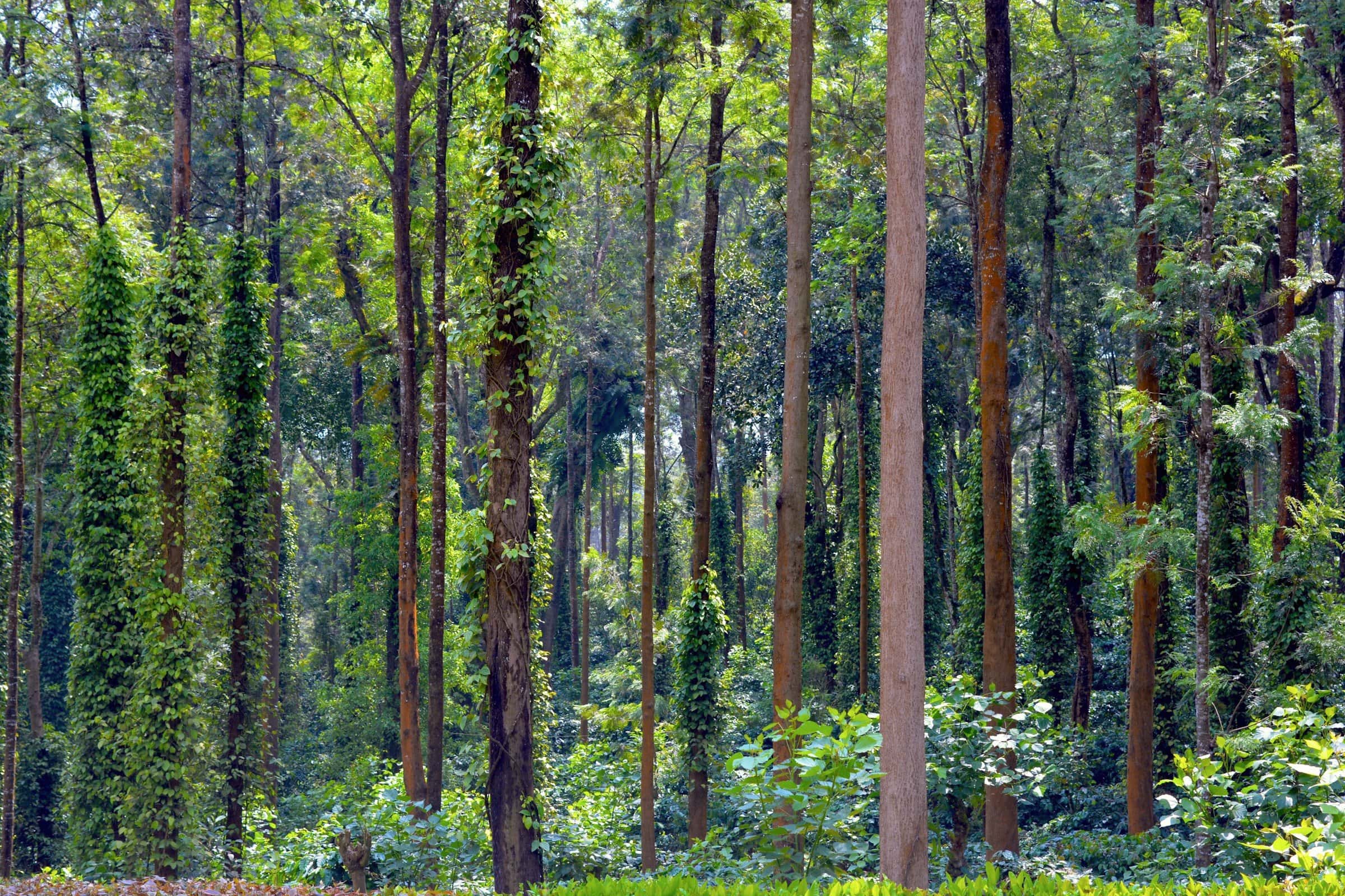 Tall, vine-wrapped trees in a sunlit Coorg forest