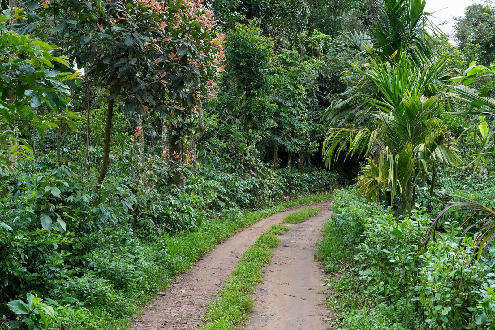 A track through a coffee estate at Inakanahalli, Kodagu