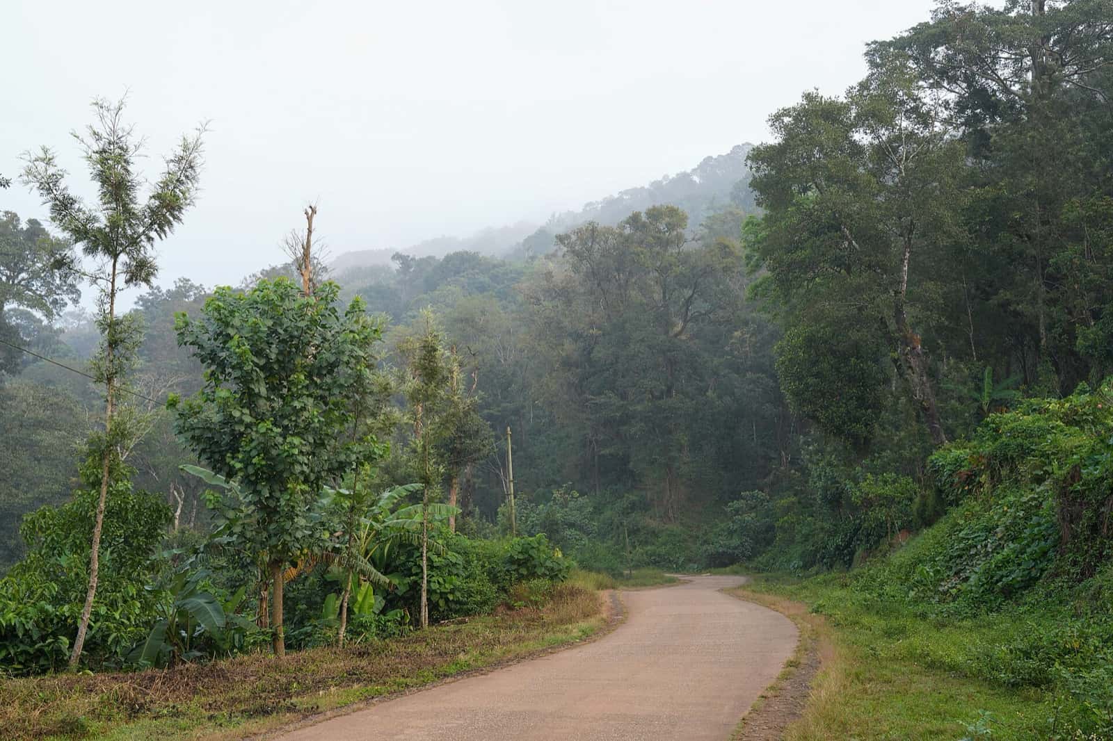A road through misty forest north of Inakanahalli, Kodagu